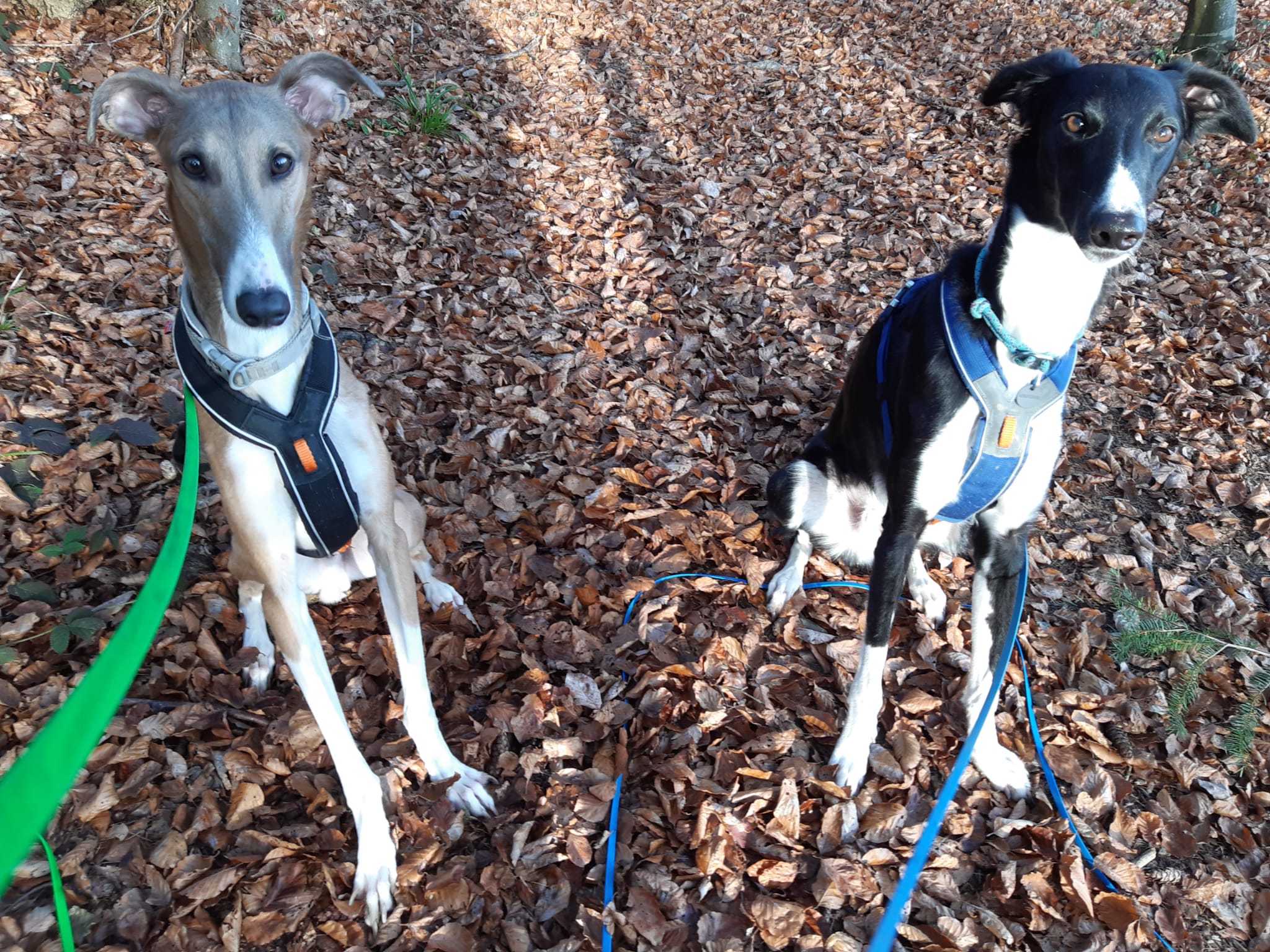 Levon schickt Grüße aus seinem neuen Zuhause